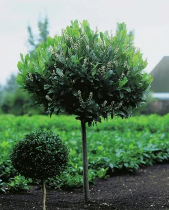 Lagerhägg 'Mano' Uppstammad Krukodlad>Omnia garden Outlet