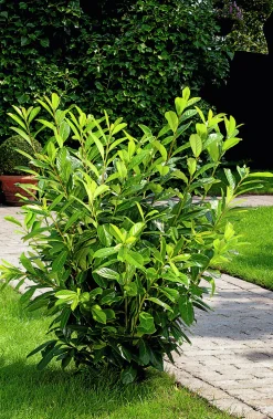 Lagerhägg 'Noa' Barrotad>Omnia garden Sale