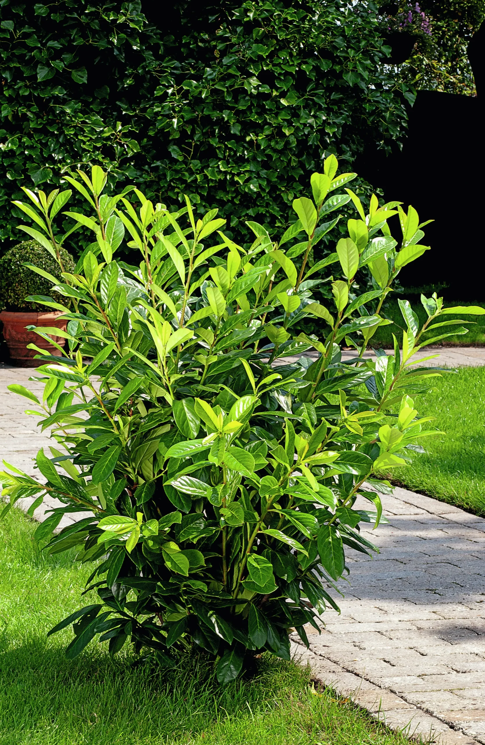 Lagerhägg 'Noa' Barrotad>Omnia garden Sale
