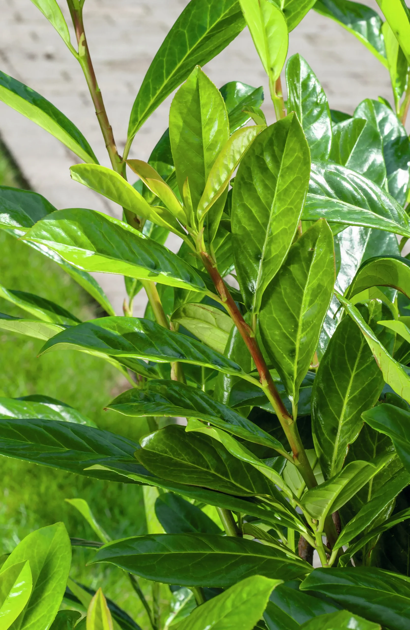 Lagerhägg 'Noa' Barrotad>Omnia garden Sale