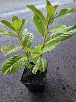 Lagerhägg 'Novita' Krukodlad>Omnia garden Online