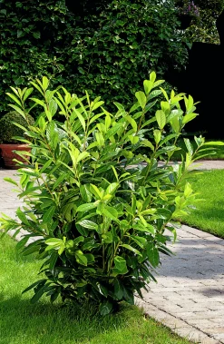 Lagerhägg 'Novita' Krukodlad>Omnia garden Online