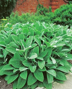 Lammöron ’Big Ears’>Omnia garden Clearance