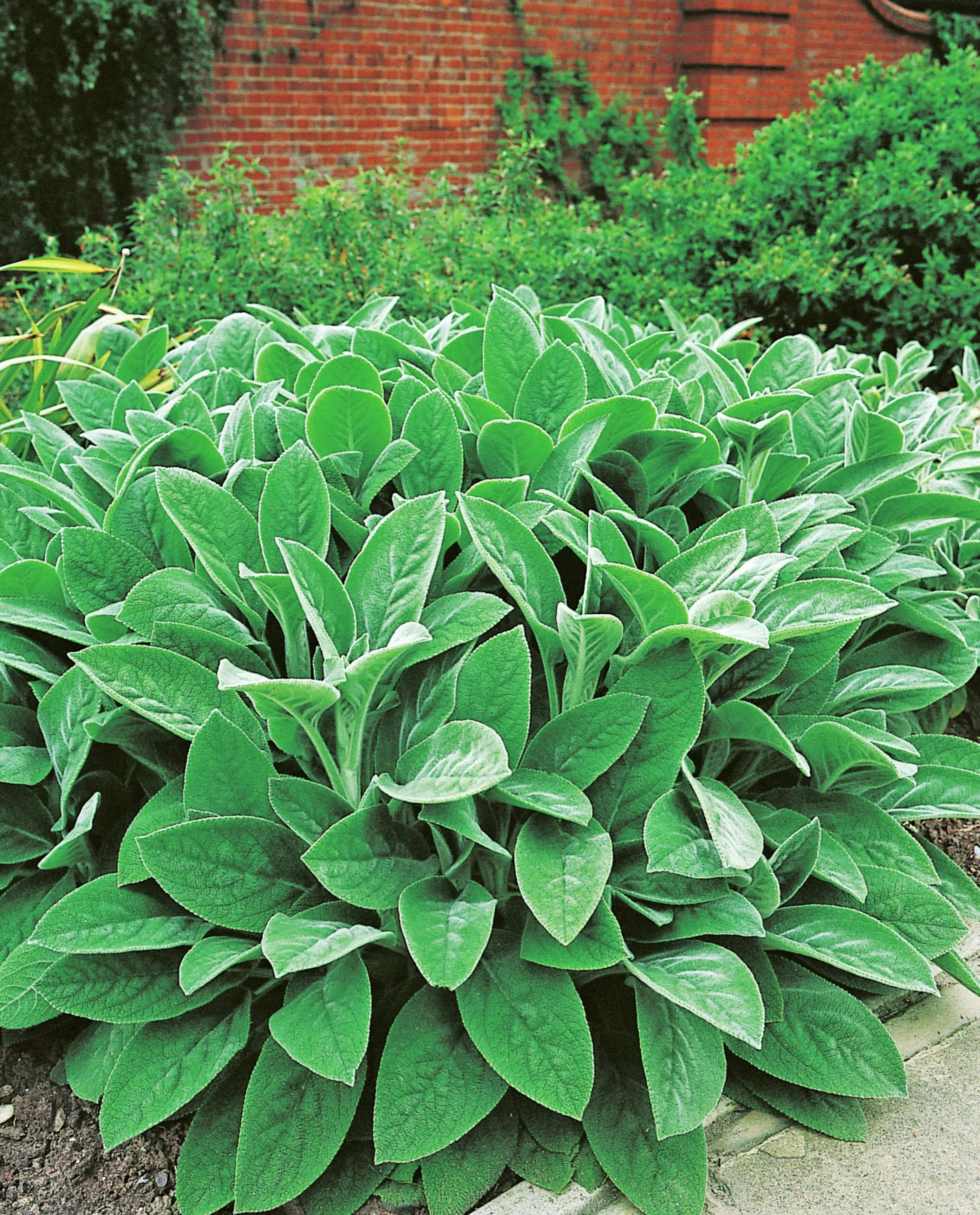 Lammöron ’Big Ears’>Omnia garden Clearance