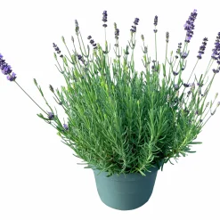 Lavendel 21cm>Danblumen New