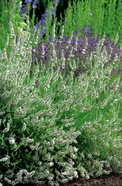 Lavendel 'Edelweiss'>Omnia garden Hot