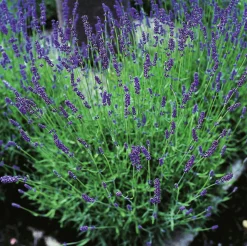 Lavendel 'Hidcote' 2L>Omnia garden New