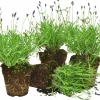 Lavendel lat. Lavandula angustifolia Mix>Mäster Grön Sale
