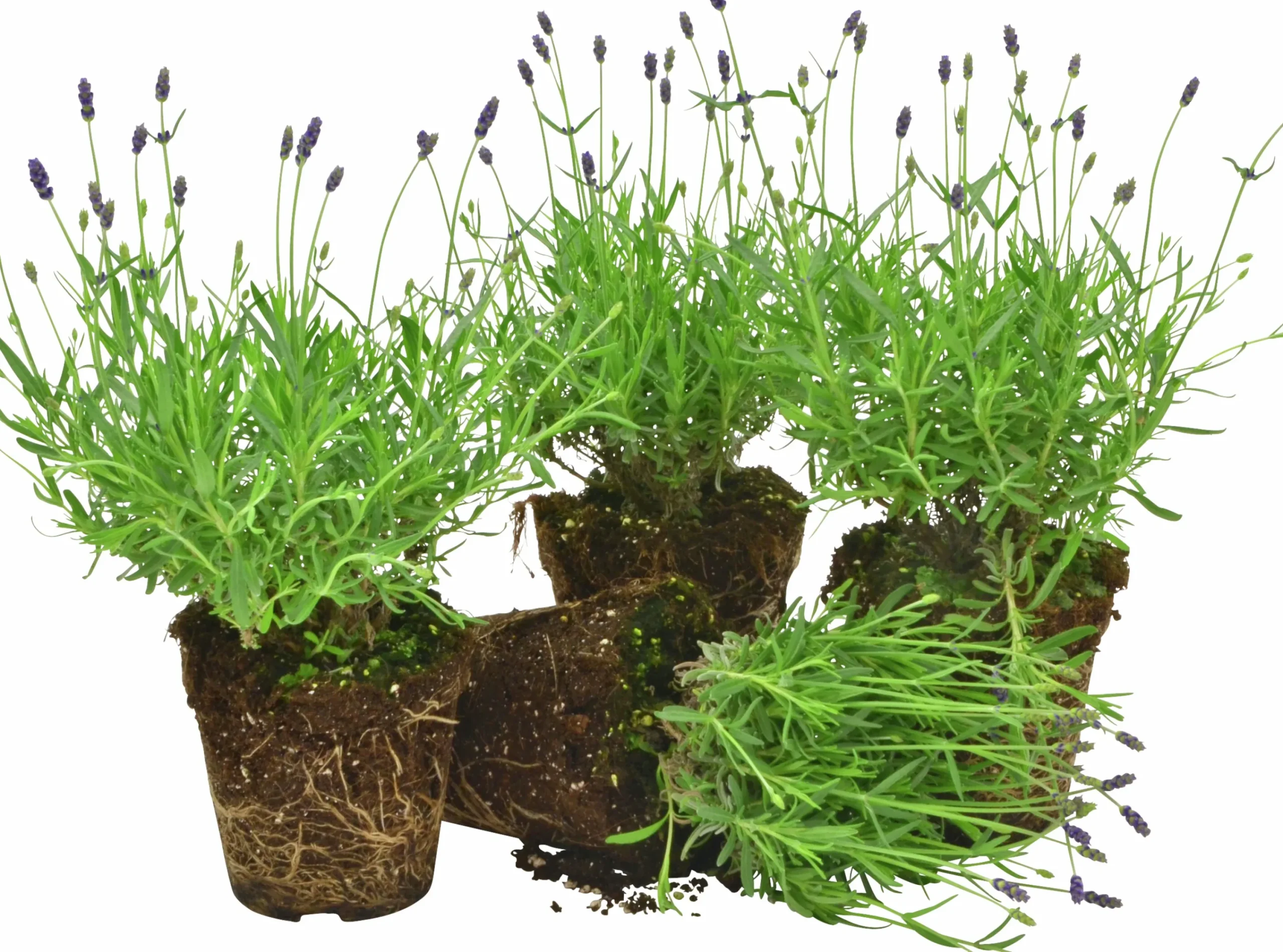 Lavendel lat. Lavandula angustifolia Mix>Mäster Grön Sale