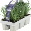 Lavendel 6-p>Danblumen Sale