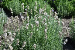 Lavendel 'Rosea'>Omnia garden Hot