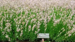 Lavendel 'Rosea'><noscript><img width=