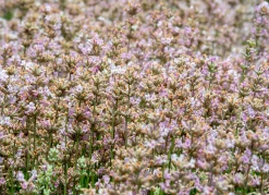 Lavendel 'Rosea'><noscript><img width=