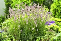 Lavendel 'Rosea'><noscript><img width=