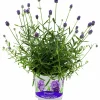 Lavendel Thumbelina>Danblumen Hot