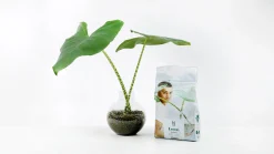 Lecakulor 4L>Nelson Garden New