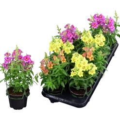 Lejongap lat. Antirrhinum majus>Mäster Grön New