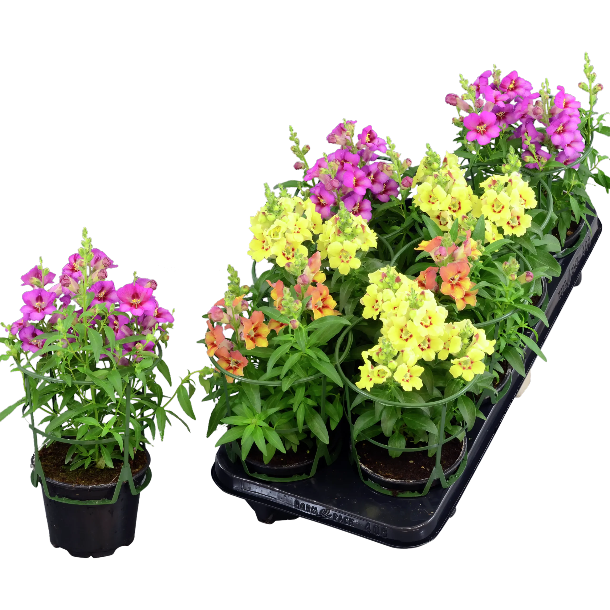 Lejongap lat. Antirrhinum majus>Mäster Grön New