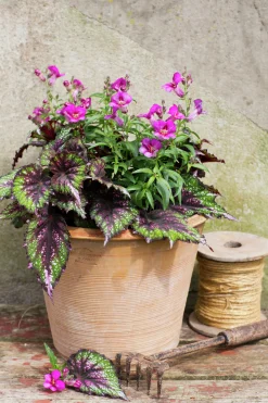 Lejongap lat. Antirrhinum majus>Mäster Grön New