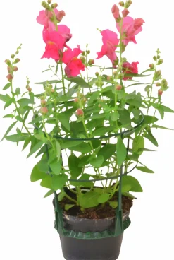 Lejongap lat. Antirrhinum majus><noscript><img width=