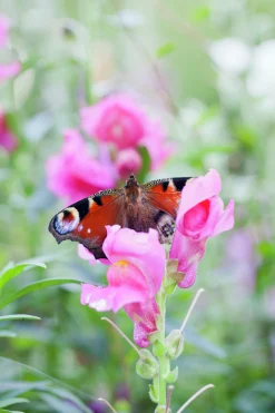 Lejongap lat. Antirrhinum majus><noscript><img width=