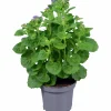 Leverbalsam lat. Ageratum houstonianum>Mäster Grön Outlet