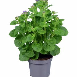 Leverbalsam lat. Ageratum houstonianum>Mäster Grön Outlet