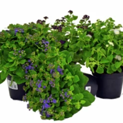 Leverbalsam lat. Ageratum houstonianum>Mäster Grön Outlet