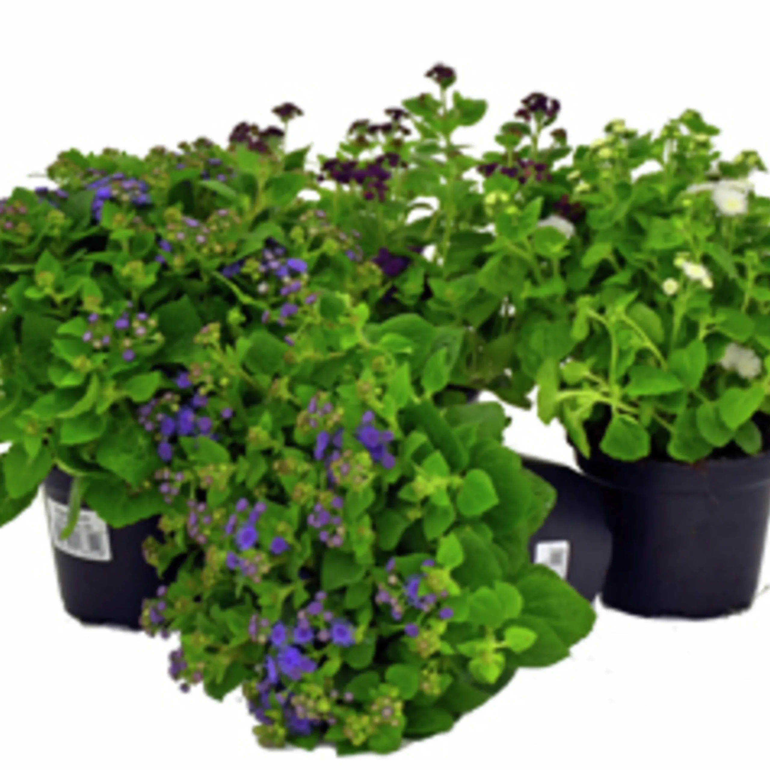 Leverbalsam lat. Ageratum houstonianum>Mäster Grön Outlet