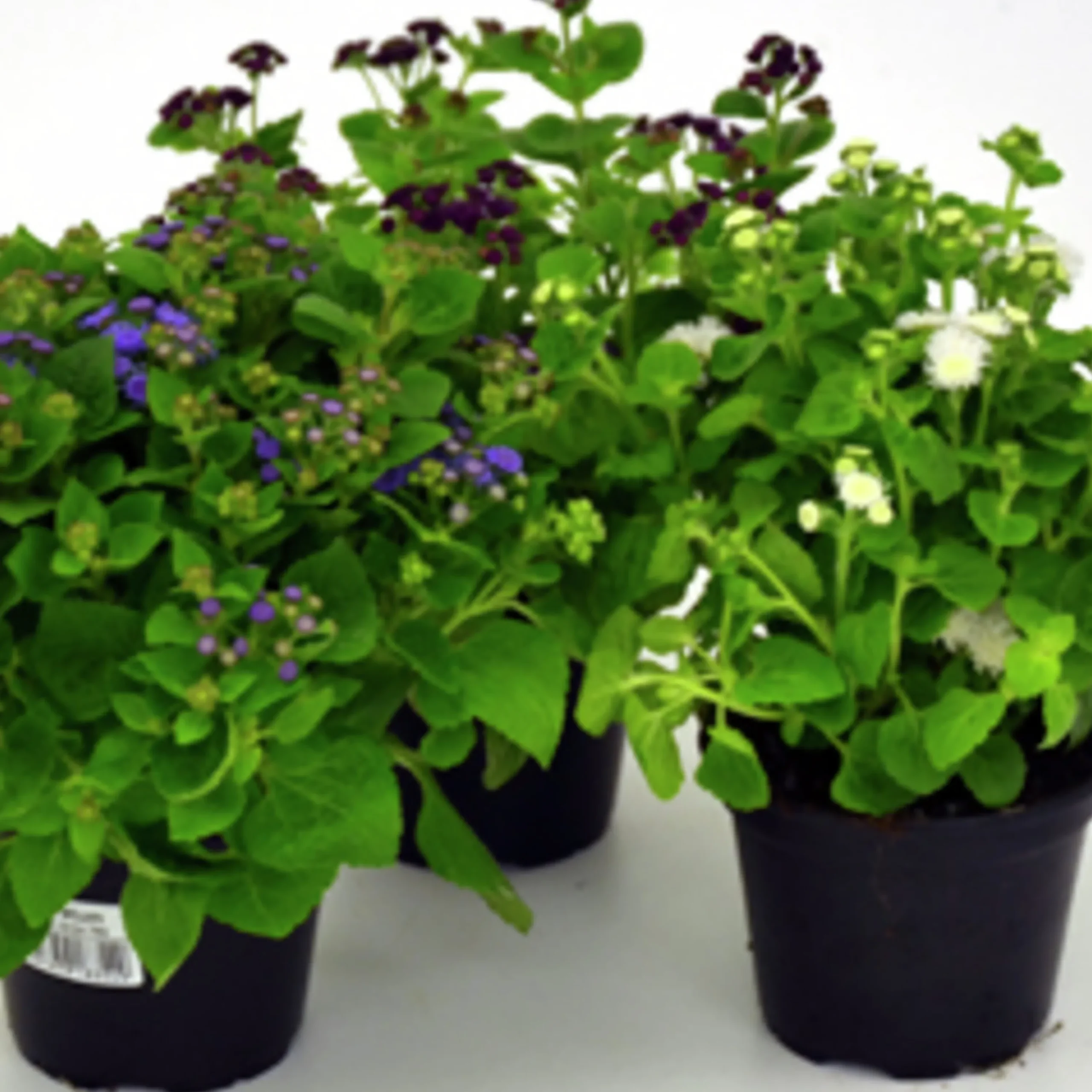 Leverbalsam lat. Ageratum houstonianum>Mäster Grön Outlet