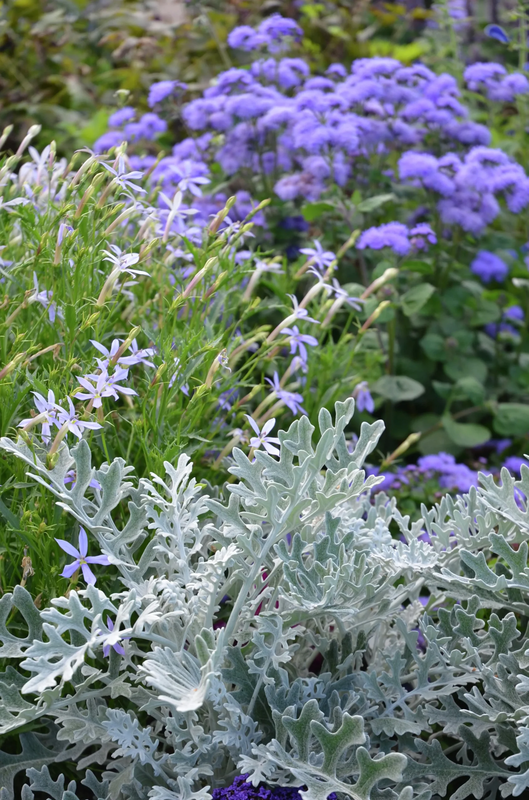 Leverbalsam lat. Ageratum houstonianum>Mäster Grön Outlet