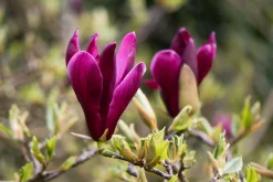 Liljemagnolia 'Nigra'>Omnia garden Discount