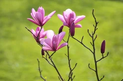 Liljemagnolia 'Nigra'>Omnia garden Discount