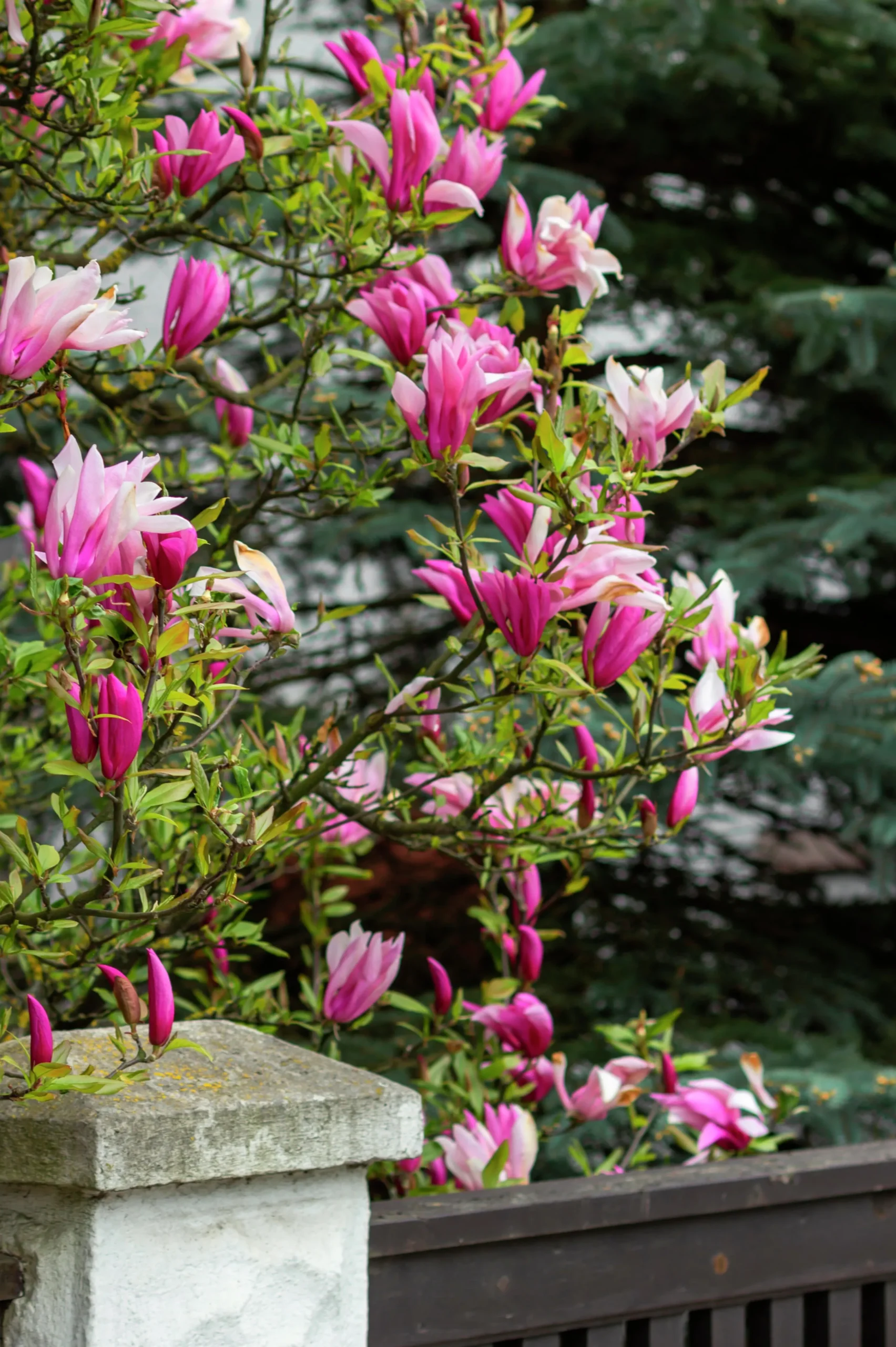 Liljemagnolia 'Nigra'>Omnia garden Discount