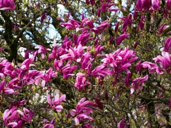 Liljemagnolia 'Nigra'><noscript><img width=