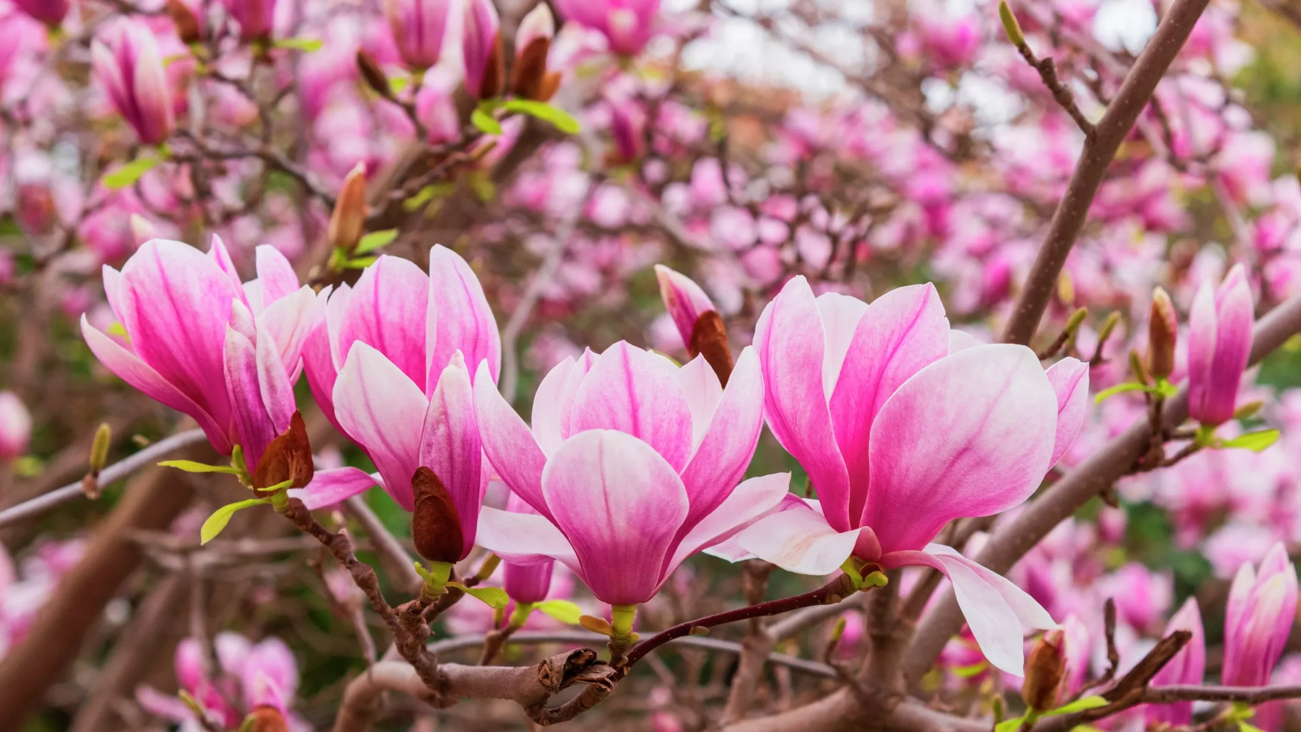 Liljemagnolia 'Nigra'>Omnia garden Discount