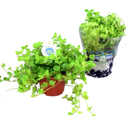 Linspeperomia lat. Peperomia rotundifolia>Mäster Grön Sale