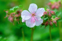 Liten Flocknäva 'St Ola'>Omnia garden Hot
