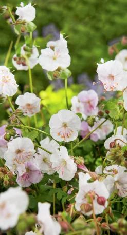 Liten Flocknäva 'St Ola'><noscript><img width=