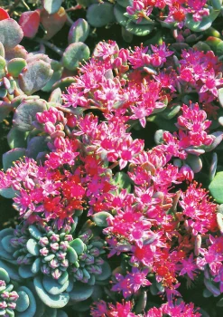 Liten kärleksört 'Lidakense'>Omnia garden Online