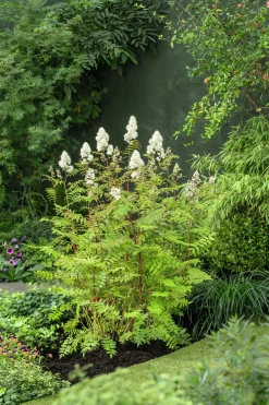 Liten rönnspirea 'Maia' Certifierad Krukodlad>Omnia garden Outlet