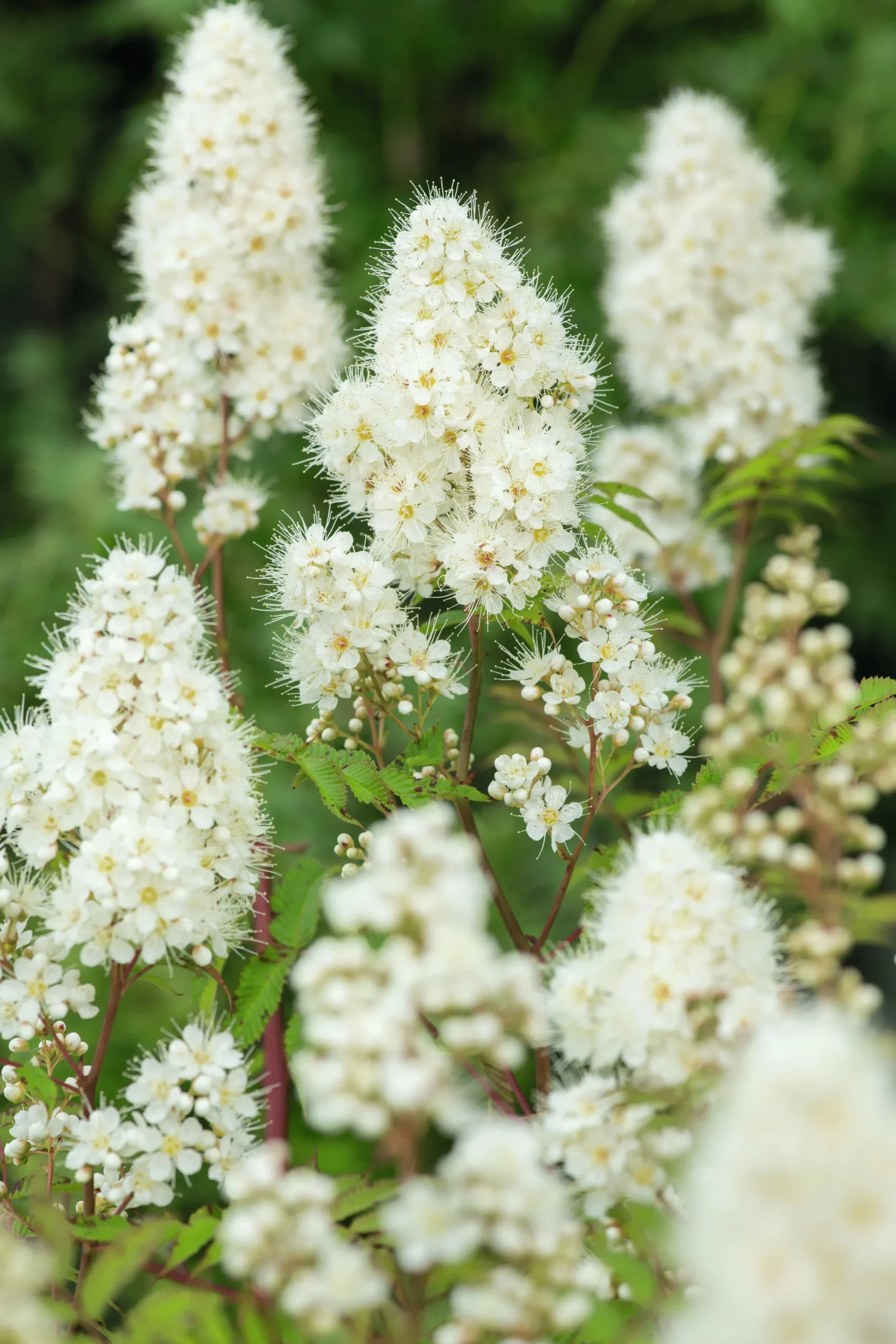 Liten rönnspirea 'Maia' Certifierad Krukodlad>Omnia garden Outlet