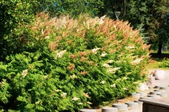 Liten rönnspirea 'Maia' Certifierad Krukodlad><noscript><img width=