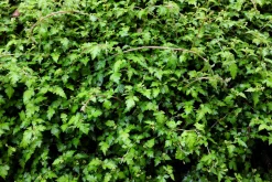 Liten Stefanandra 'Crispa' Barrotad>Omnia garden Online