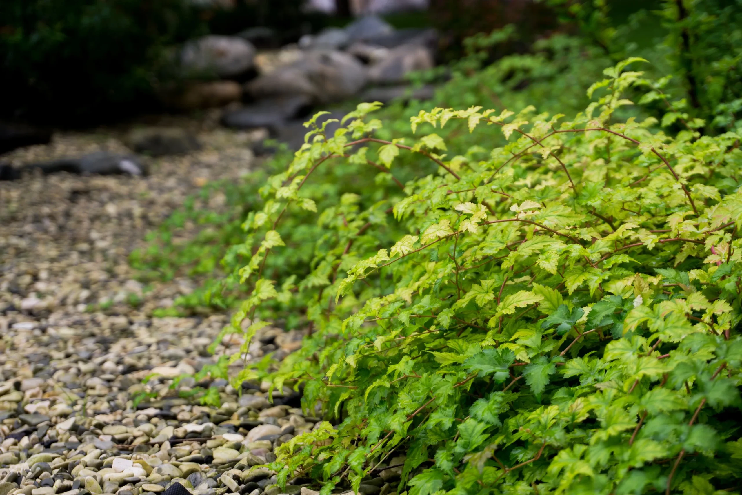 Liten Stefanandra 'Crispa' Barrotad>Omnia garden Online