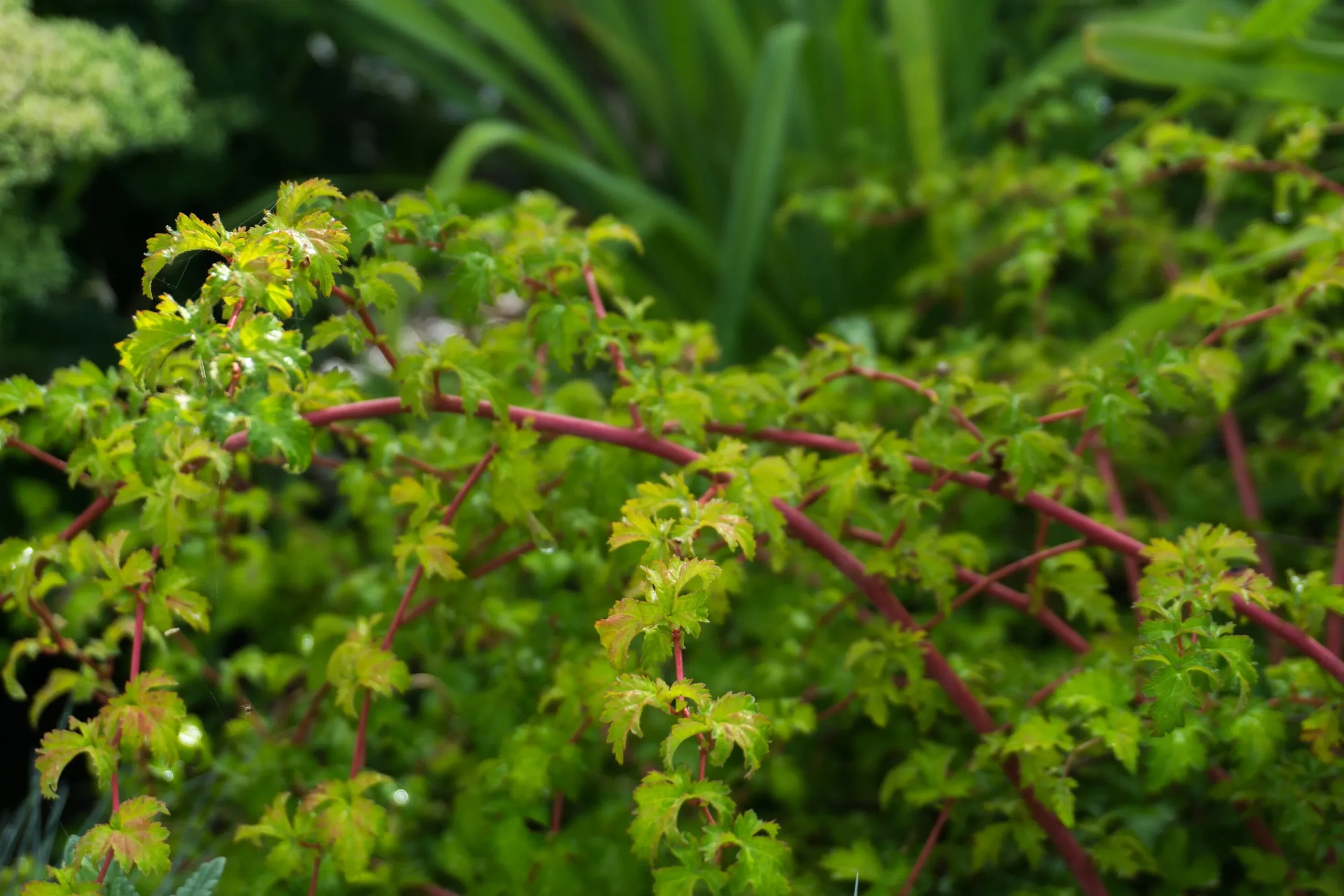 Liten Stefanandra 'Crispa' Barrotad>Omnia garden Online