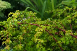 Liten Stefanandra 'Crispa' D:9-11cm Krukodlad>Omnia garden Online
