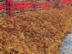 Liten Stefanandra 'Crispa' Krukodlad>Omnia garden Clearance