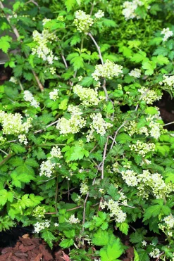 Liten Stefanandra 'Crispa' Krukodlad><noscript><img width=