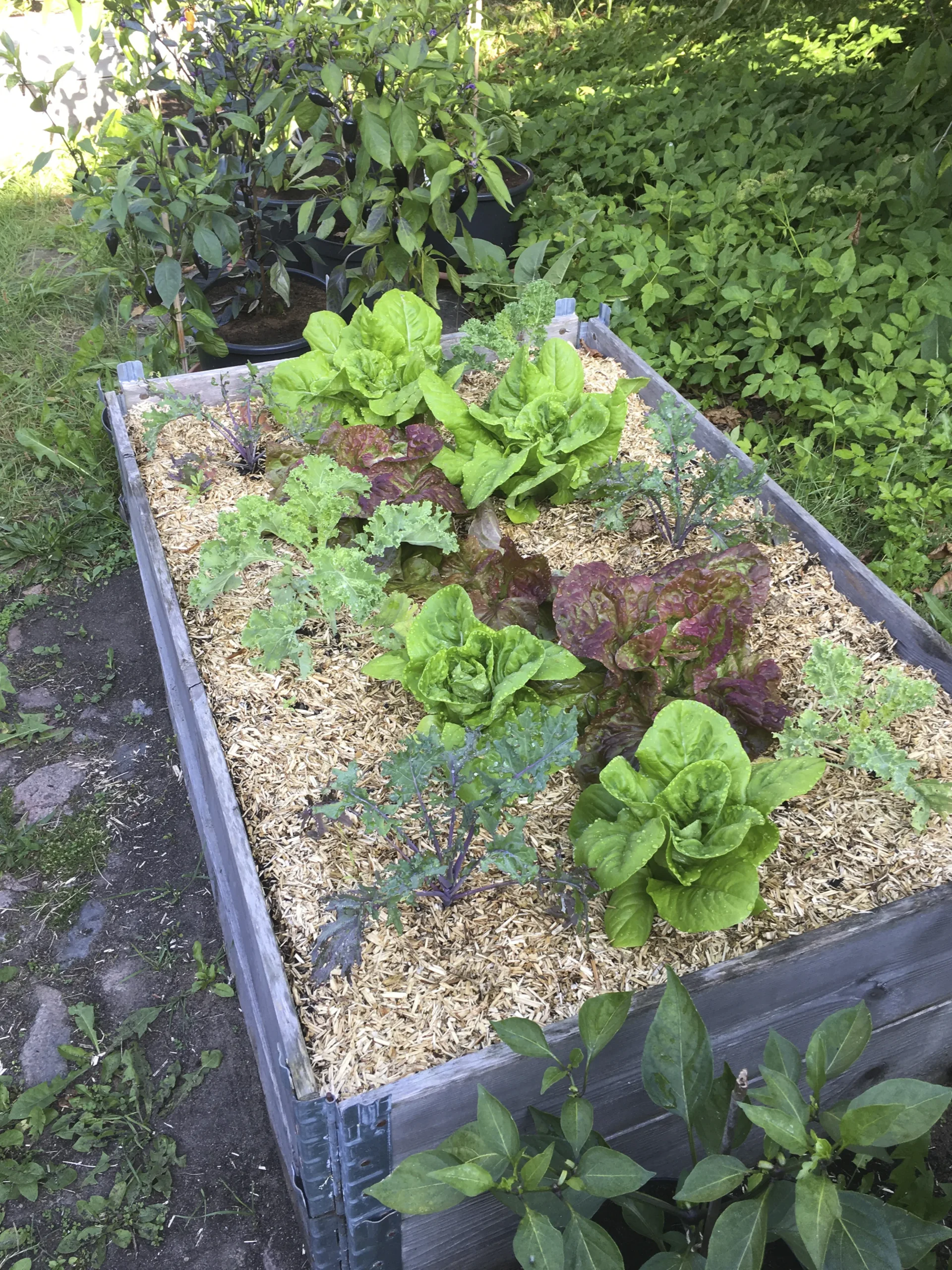 Lättströ Hampa 10kg>Granngården Online